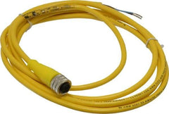 Brad Harrison - 4 Amp, M12 Female Straight to Pigtail Cordset Sensor and Receptacle - 250 VAC/VDC, 2m Cable Length, IP67 Ingress Rating - Eagle Tool & Supply